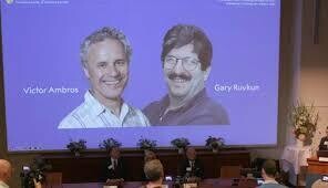 Нобелевская премия по медицине 2024 года присуждена за открытие микроРНК