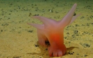 Шведские исследователи обнаружили уникальных существ в глубоких океанах Тихого океана